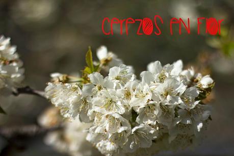 Ruta del Cerezo en Flor 2014. El Hornillo, Ávila