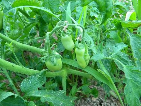 Tomates de pera