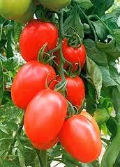 Tomates de pera