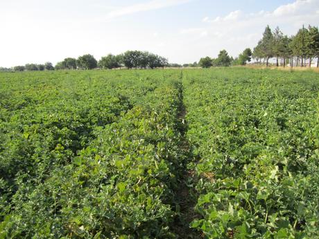 Cultivo de melón piel de sapo: Variedad Melón Sancho