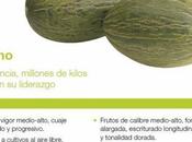 Cultivo melón piel sapo: Variedad Melón Sancho