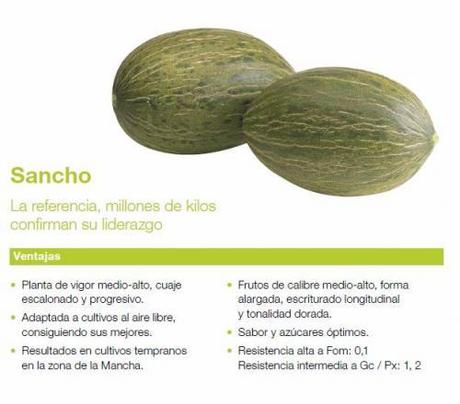 Cultivo de melón piel de sapo: Variedad Melón Sancho