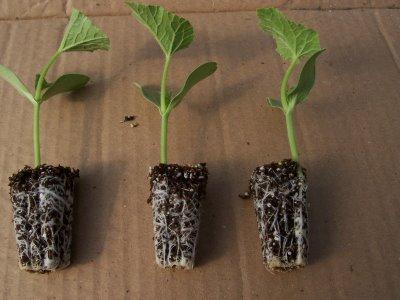 Cultivo de melón piel de sapo: Variedad Melón Sancho