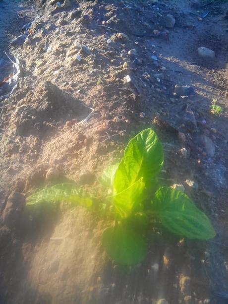 Siembra de patatas II