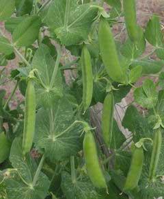 Siembra de las habas o guisantes: