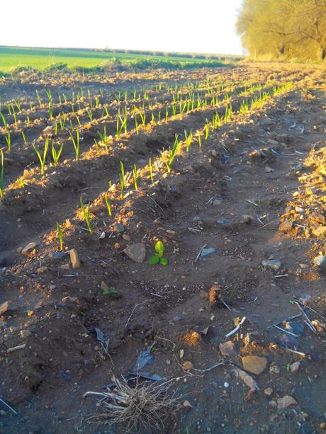 Cultivo de ajos: