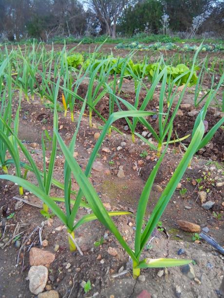 Febrero valoracion del huerto: