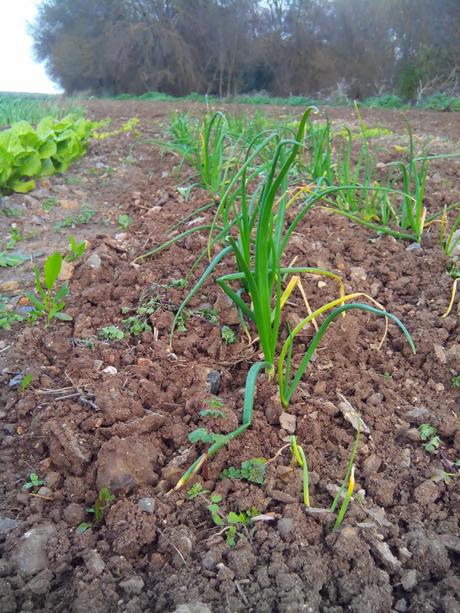 Febrero valoracion del huerto: