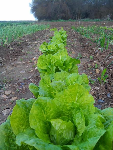 Febrero valoracion del huerto: