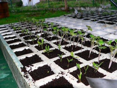 Preparacion de semilleros o almacigos. Preparacion de semilleros o almacigos.