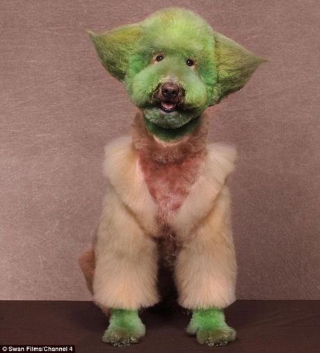 Disfraza a tu perro como Yoda
