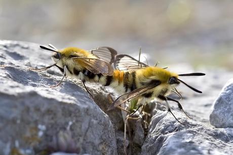 Para ampliar Hemaris tityus (Linnaeus 1758) Esfinge de la escabiosa hacer clic