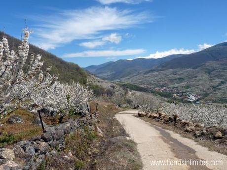 El valle lleno de cerezos