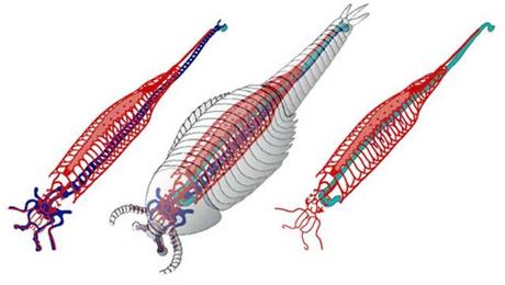 Fuxianhuia protensa - reconstrucción del sistema cardiovascular