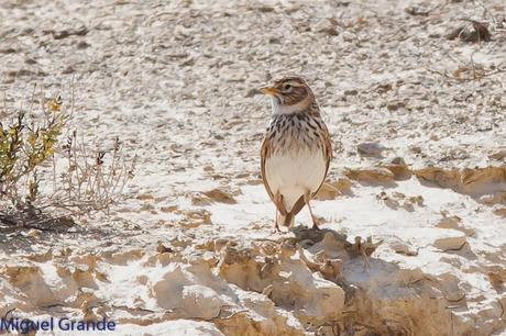 POR LA ZONA ESTEPARIA DE BARDENAS REALES DE NAVARRA