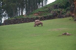 rinocerontes cabarceno ilovepitita SEMANA SANTA CON NIÑOS 