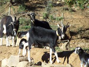 visita a la granja ilovepitita1 SEMANA SANTA CON NIÑOS 