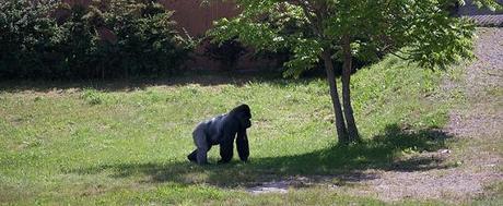gorila cabarceno ilovepitita SEMANA SANTA CON NIÑOS 