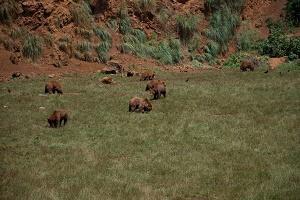 osos cabarceno ilovepitita SEMANA SANTA CON NIÑOS 
