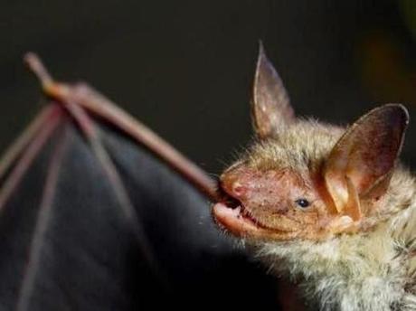 Búnkers convertidos en hogar de miles de murciélagos