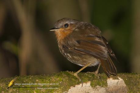 Chupadientes (Rufous Gnateater) Conopophaga lineata
