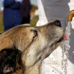 Mi perro bebe mucha agua ¿es normal?