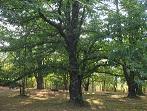 Imagen 100 Anatomía de un árbol, reflejo de uno mismo.