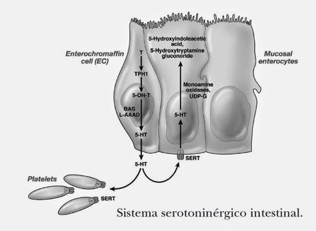 Seguimos con los microbios de nuestro tubo digestivo..