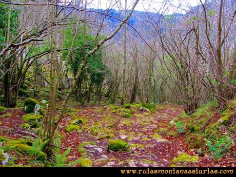 Ruta pico Gorrión - Mayor: Bajada por la canal, atravesando una zona boscosa