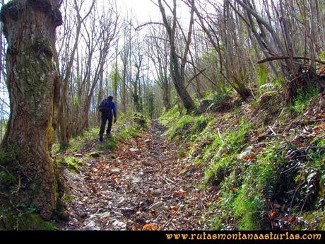 Ruta pico Gorrión - Mayor: Cruzando bosque entre Vichaoriche y Toriezo