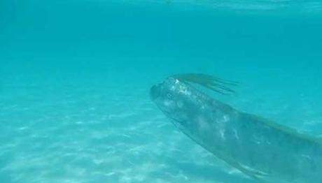 pez remo nadando cerca de la orilla del Mar de Cortés, en México