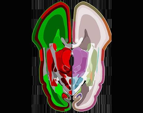 Crean un mapa sin precedentes del cerebro humano en desarrollo.