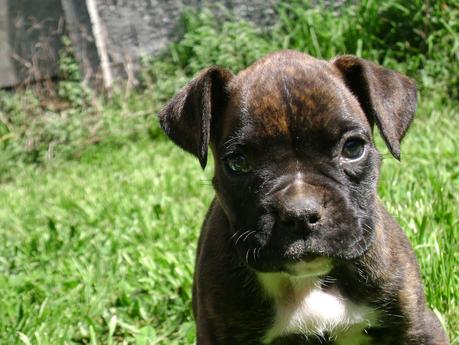 Devolución de Amor...