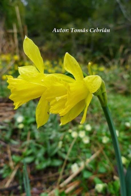Narcissus longispathus Pugsley