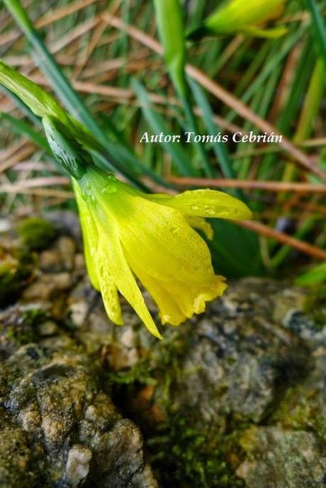 Narcissus longispathus Pugsley