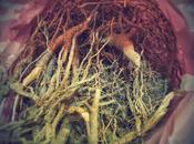 Massive Voodoo Tutorial: find good roots?