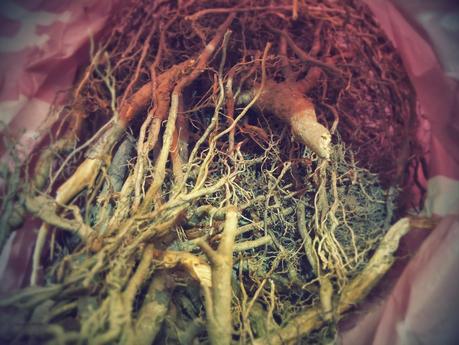 Massive Voodoo Tutorial: How to find good roots?