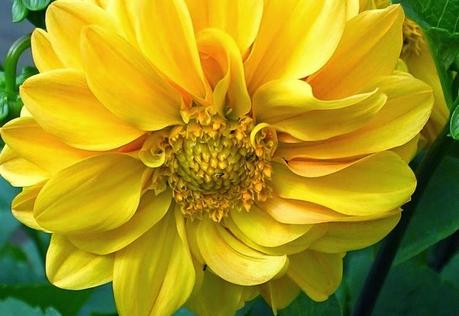 Floración amarilla, el significado y la cultura