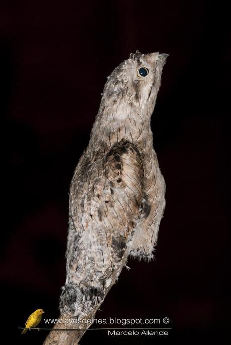 Urutaú común (Common potoo) Nyctibius griseus