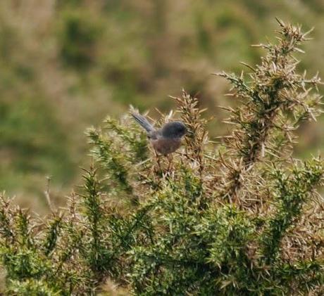 Currucas rabilargas en pareja