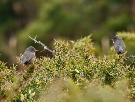 Currucas rabilargas en pareja
