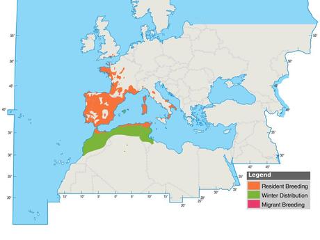 Currucas rabilargas en pareja