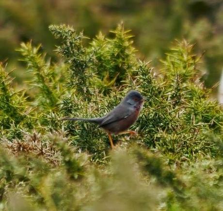 Currucas rabilargas en pareja