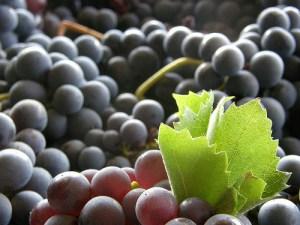 Mayúsculas y minúsculas en vinos y quesos Uva tempranillo
