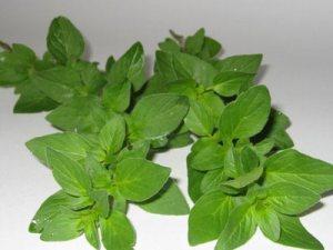 No todo el monte es orégano