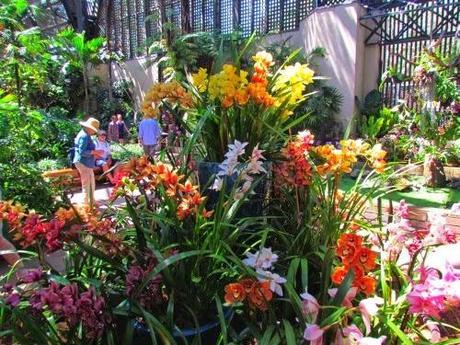 Orquídeas en San Diego. USA