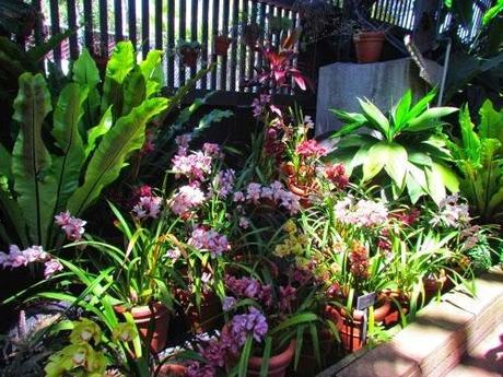 Orquídeas en San Diego. USA