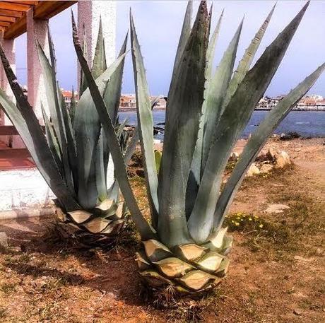 Insta Sdiosas 18 Insta Sdiosas 18