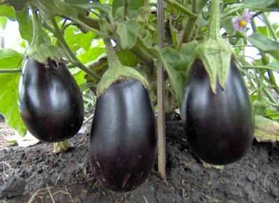 Siembra de la berenjena: