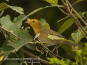 Tangará gris (Orange-headed Tanager) Thlypopsis sordida (d'Orbigny Lafresnaye, 1837)